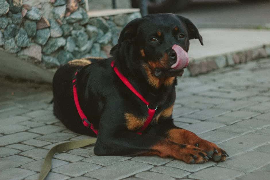 Opdræt med omhu: Rottweiler-anmeldelser under lup